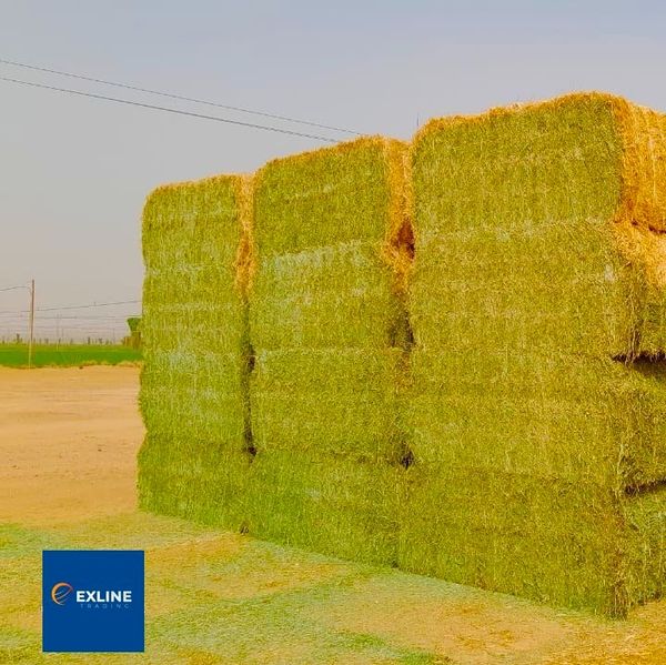Alfalfa from Sudan supplied by Exline Trading L.L.C - Bale Alfalfa