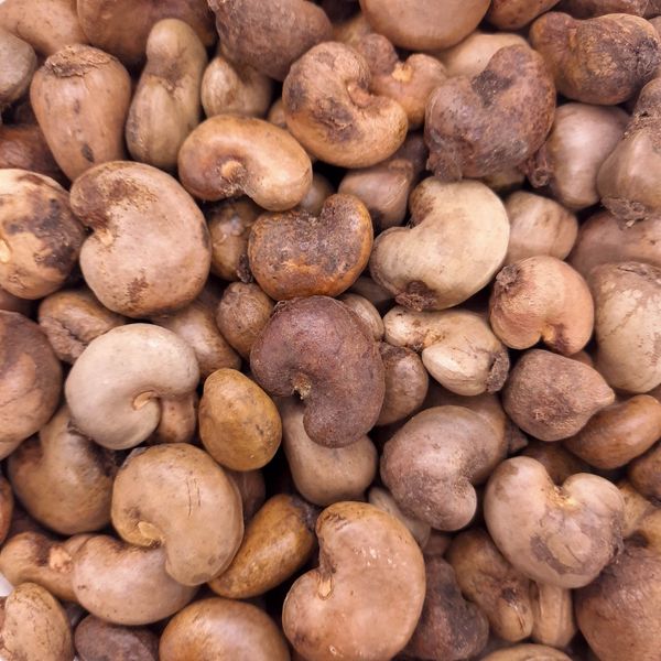 Raw cashew nuts from Ivory Coast supplied by NOOR AL TAWASUL - Best Quality Raw Cashew Nut