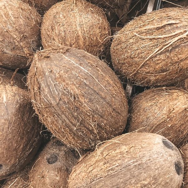 Coconut from 코트디부아르 supplied by DK COMMODITY - 완숙 기타 신선 코코넛