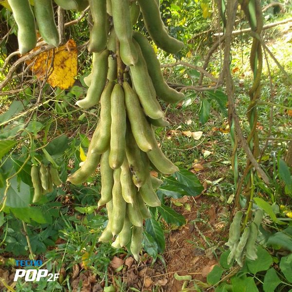 Mucuna pruriens from 나이지리아 supplied by Bensmart Integrated Services Limited - Excellent Quality 벨벳콩