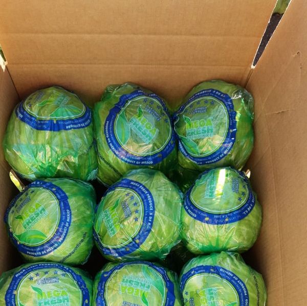 ICEBER LETTUCE from Mexico supplied by MEGA FRESH PRODUCE S DE RL - Iceberg (=Crisphead=Heading) Fresh Lettuce