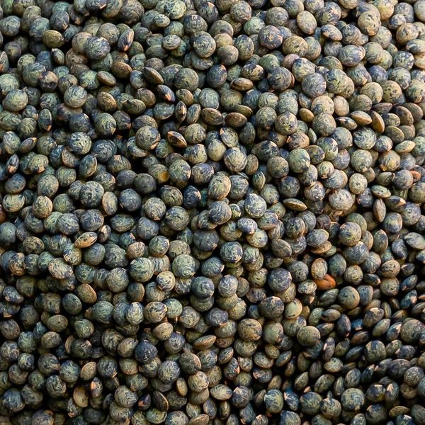 Green lentils from 프랑스 supplied by STOKELP - Fine Quality 말린 렌틸