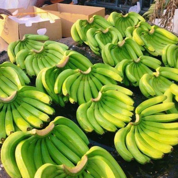G9 Cavendish Banana from 인도 supplied by Frugies Box Vegetables & Fruits Trading Co. LLC - 작은 송이 7,8 및 9 신선 바나나