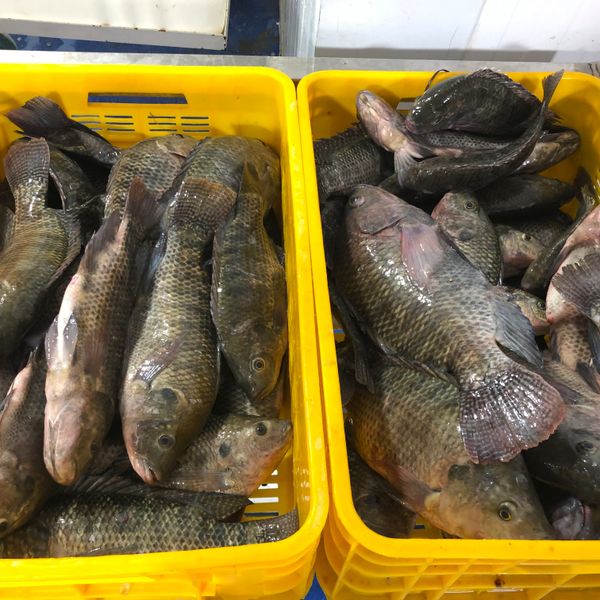 Tilapia from 이란 supplied by fanoos makran - 품질: A+ 냉동 틸라피아