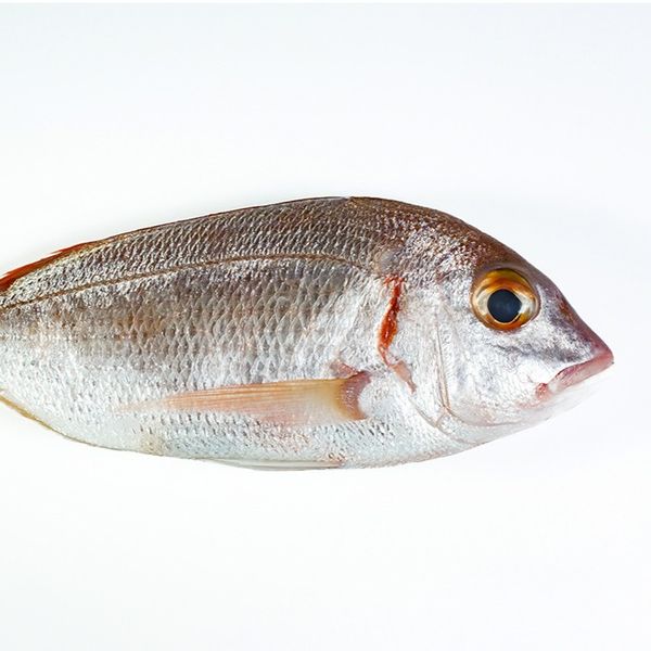 fish from 우크라이나 supplied by Kh - 연어