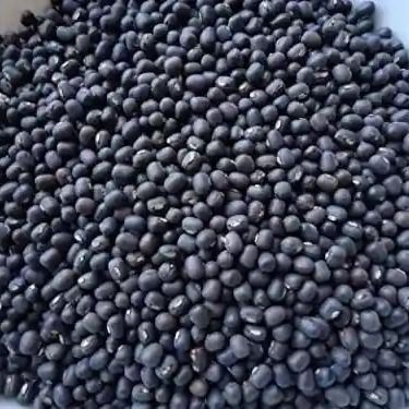 MYANMAR BLACK MATPE from 미얀마 [버마] supplied by Rosanna Company Limited - Dehusked 말린 흑녹두