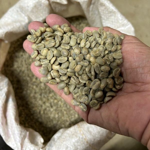 Green Coffee Beans from Venezuela supplied by Oceanic Trade - Double Washed (=Double Fermentation=Kenyan Processing) Raw Common Coffee Bean