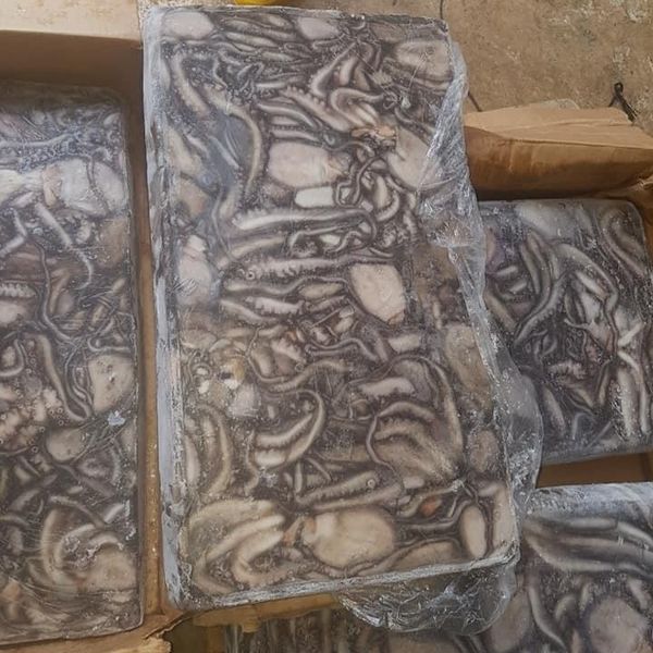 Frozen High quality atlantic Octopus from Mauritania supplied by Matep sarl - Frozen Octopus