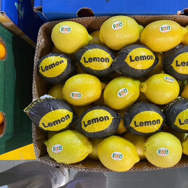 Fresh Lemons from 이집트 supplied by Foodlink - 신선 레몬