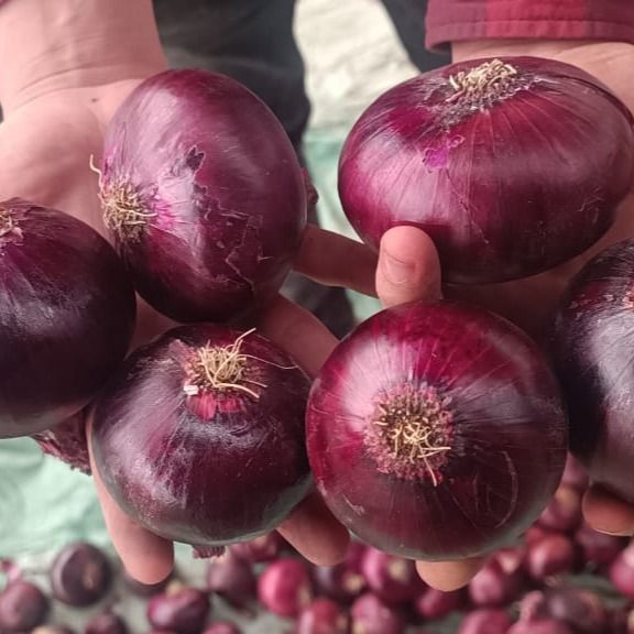 onion from 이집트 supplied by Khashaba - Size: Jarer (=45-60mm) 신선 양파