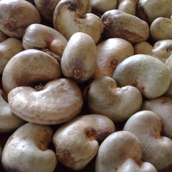 Raw Cashew Nuts from Nigeria supplied by Marble And Groove - 320 Cashew Nut Kernel