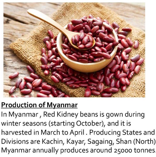 Red Kidney Bean or Red Bean from 미얀마 [버마] supplied by Winner Mind - <15% 말린 강낭콩