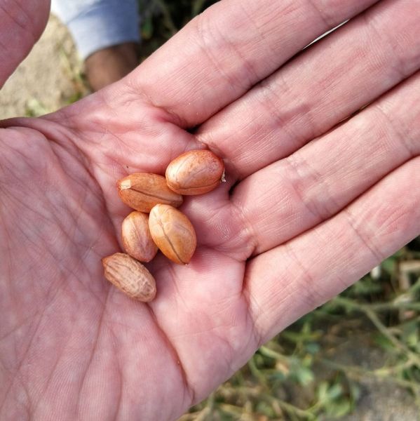 PERUVIAN PEANUT(RED AND BROWN RUNNER/VIRGINIA) from 페루 supplied by PERUVIAN SESAME SAC - 식용 땅콩 알맹이