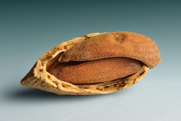 Almond from Iran supplied by Nutskala - Brown Almond Kernel