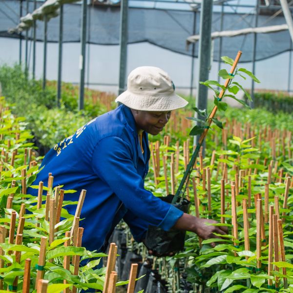 Micro Budded/Field Ready Citrus Tree from 남아프리카공화국 supplied by Du Roi - 신선 감귤류 혼종