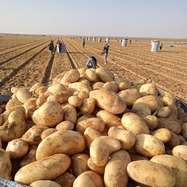 Fresh Potato from 이집트 supplied by SelectGreens - Extra Quality - Very Good 신선 일반 감자