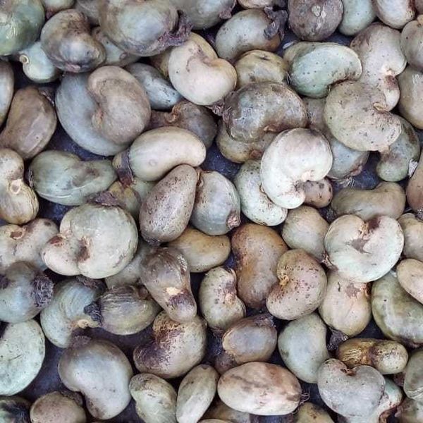 Raw Cashew Nuts from Nigeria supplied by Fitzeron International Limited - Raw Cashew Nut