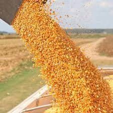 MYANMAR YELLOW CORN YELLOW MAIZE FOR ANIMAL FEEDING from 미얀마 [버마] supplied by Rosanna Company Limited - Raw 옥수수