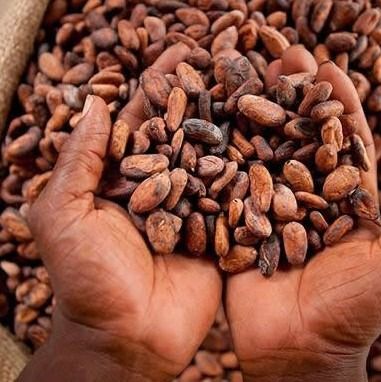 Cocoa Beans from 나이지리아 supplied by Northwind LLC - 원물 코코아콩