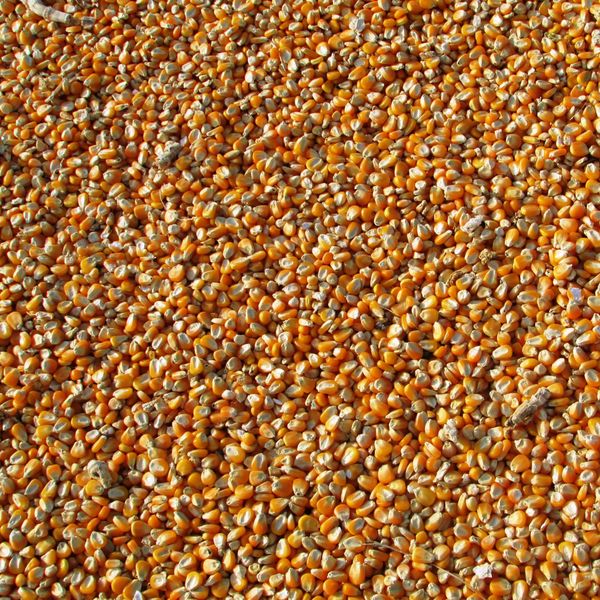 Yellow Corn (Animal Feed Grade) from 인도 supplied by Hivea LLC - Non-FAQ 옥수수