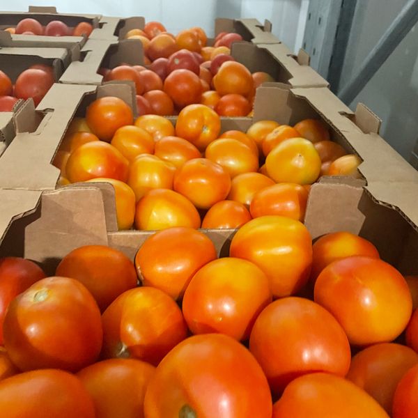 Tomatoes from 캐나다 supplied by P&E Watts Holdings Ltd - Heirloom Varieties - Rose Tomato 신선 토마토