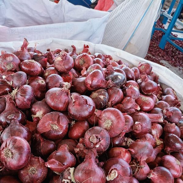 Onions from 이집트 supplied by KHE Logistics - 신선 양파