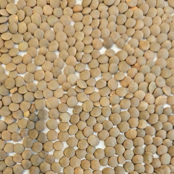 Red lentils from Ukraine supplied by Agro Grains - Open Field Dried Lentil