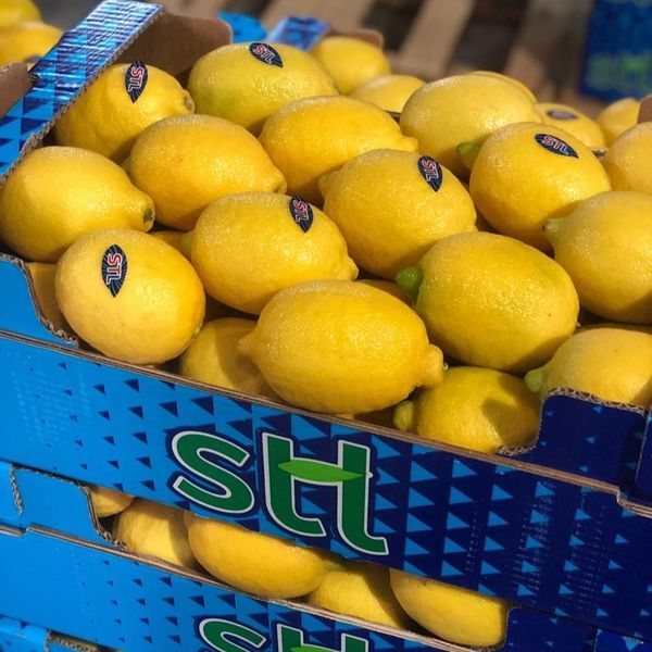 LEMON from 튀르키예 supplied by STL TARIM - 신선 레몬