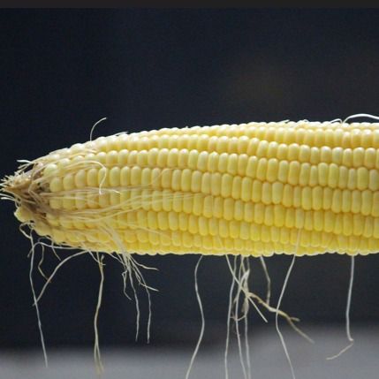 Yellow Maize from 나이지리아 supplied by Supersonic Distribution and Services - 옥수수