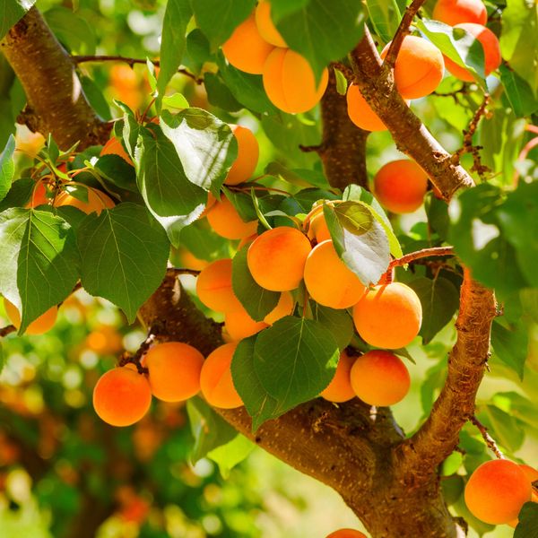 Moldovan Fresh Apricots - Faralia, Spring Blush, Pinkcot, Kyoto from 몰도바 supplied by DANU LIMITED SRL - Organic 신선 살구