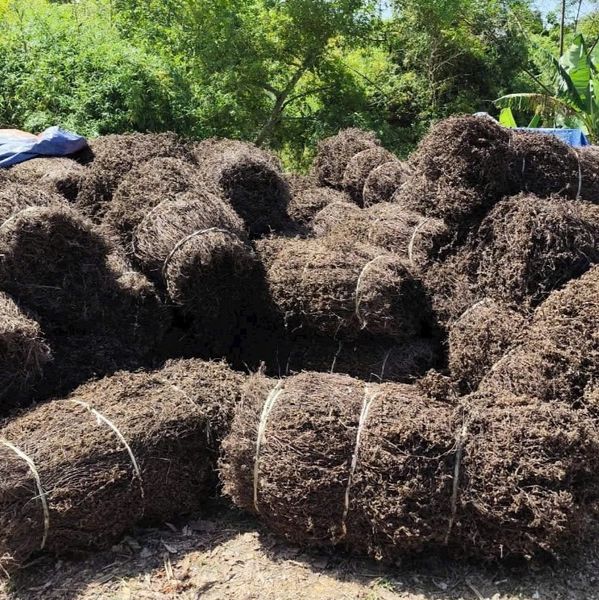 Dried Grass Jelly Leaves / Platostoma palustre from 베트남 supplied by VIETFINEST HORIZON - 50-60 cm 허브차