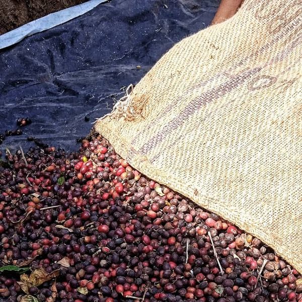 Arabica Coffee Beans from 나이지리아 supplied by Itera - 말린 일반 콩