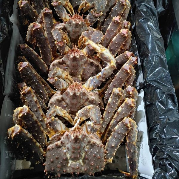LIVE RED KING CRAB from Japan supplied by TAIWAN EIJUN CORPORATION - King Crab - Red King crab (=Paralithodes camtschaticus=Alaskan King crab=Kamchatka Crab) Fresh Crab