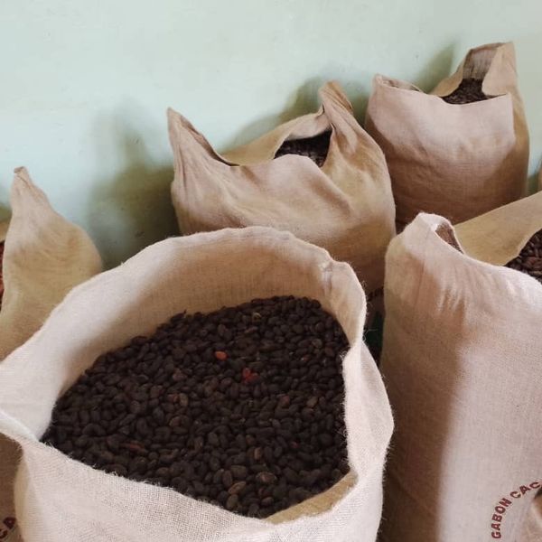 Cocoa Beans from 가봉 supplied by Gabon Cacao & Sugar Company SARL - Robust 코코아콩