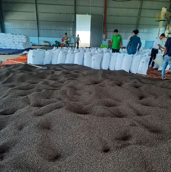 Black Pepper 300 350 400 450 500 550 570 600 G/L FAQ from 베트남 supplied by Sunrise Ins Co., Lmt - FAQ 흑후추 열매