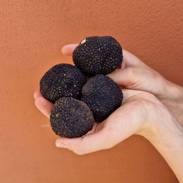 Fresh Summer truffles (Tuber aestivum Vitt.) from 이탈리아 supplied by S.Z.TARTUFI DI ZACCARDI E SERAFINI SNC - Summer Truffle (=Tuber aestivum) 트러플