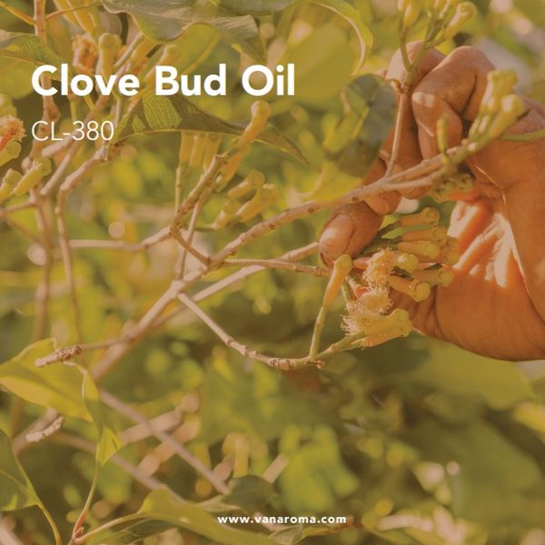 Clove Bud Oil - Van Aroma (CL-380) from 인도네시아 supplied by Van Aroma - High Quality 클로브 오일