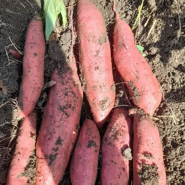 sweet potato from 이집트 supplied by Accord Group - Mixed Size 고구마