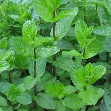 Local Mint from 이집트 supplied by Vita Herbax - 아로마틱 허브