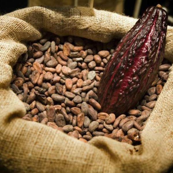 Féve de Cacao from Ivory Coast supplied by AFRICA BUSINESS INVESTMENT HOLDING - Good Quality Cocoa Bean