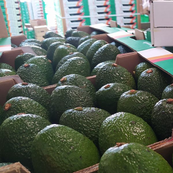 HASS AVOCADO from Kenya supplied by RIZIKI FRESH LIMITED - Size: 14-16 Fresh Avocado