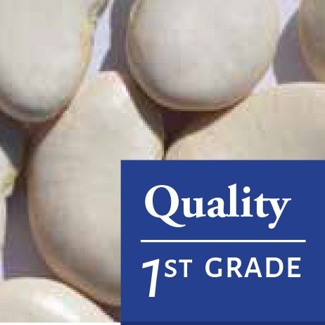 White Lima Beans from 페루 supplied by QUELLE TRADE, import export d.o.o - 흰콩