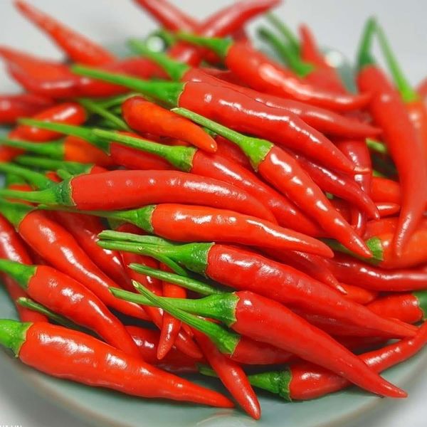 Chili from 베트남 supplied by TTB Import Export Co.,Ltd - 신선 고추