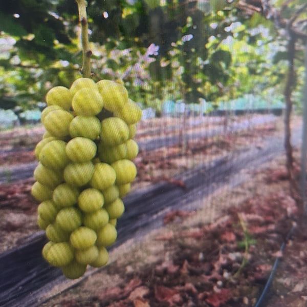 shine muscat from 대한민국 supplied by REVAS TRADING INC. - 신선 포도