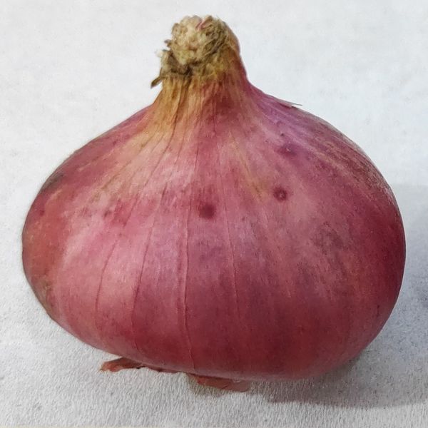 Shallot from 인도네시아 supplied by Suplai Komoditi Global - Round 샬롯