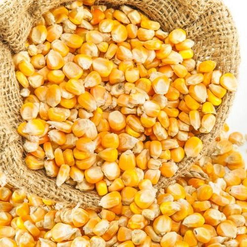 Pure Dried Corn from 인도네시아 supplied by INDOTRADING MULTI JAYA, PT - Non-GMO 옥수수 겨