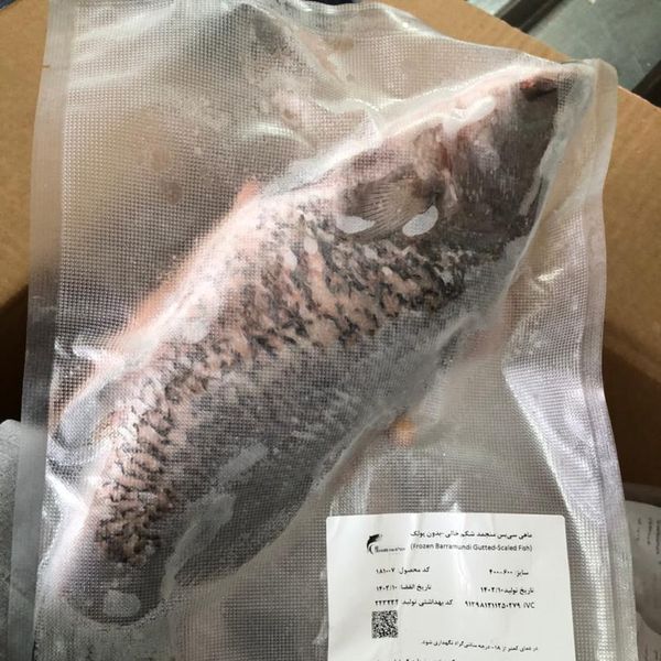 Frozen Barramundi from Iran supplied by fanoos makran - U.S. Grade A Frozen Barracuda