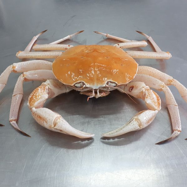 Deep-sea Crab from Kenya supplied by DIAMOND SEA FOOD KENYA LIMTED - 14 pieces Fresh Crab