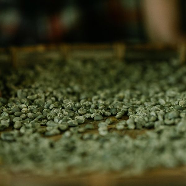 Ethiopian Arabica Coffee Beans from 에티오피아 supplied by McKleron Global Partners - 5등급 생원두