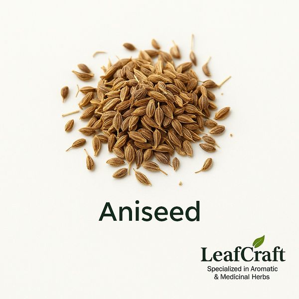 Anise seed from 이집트 supplied by Leaf Craft - Jumbo 아니스 씨